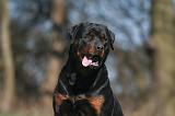 ROTTWEILER 540